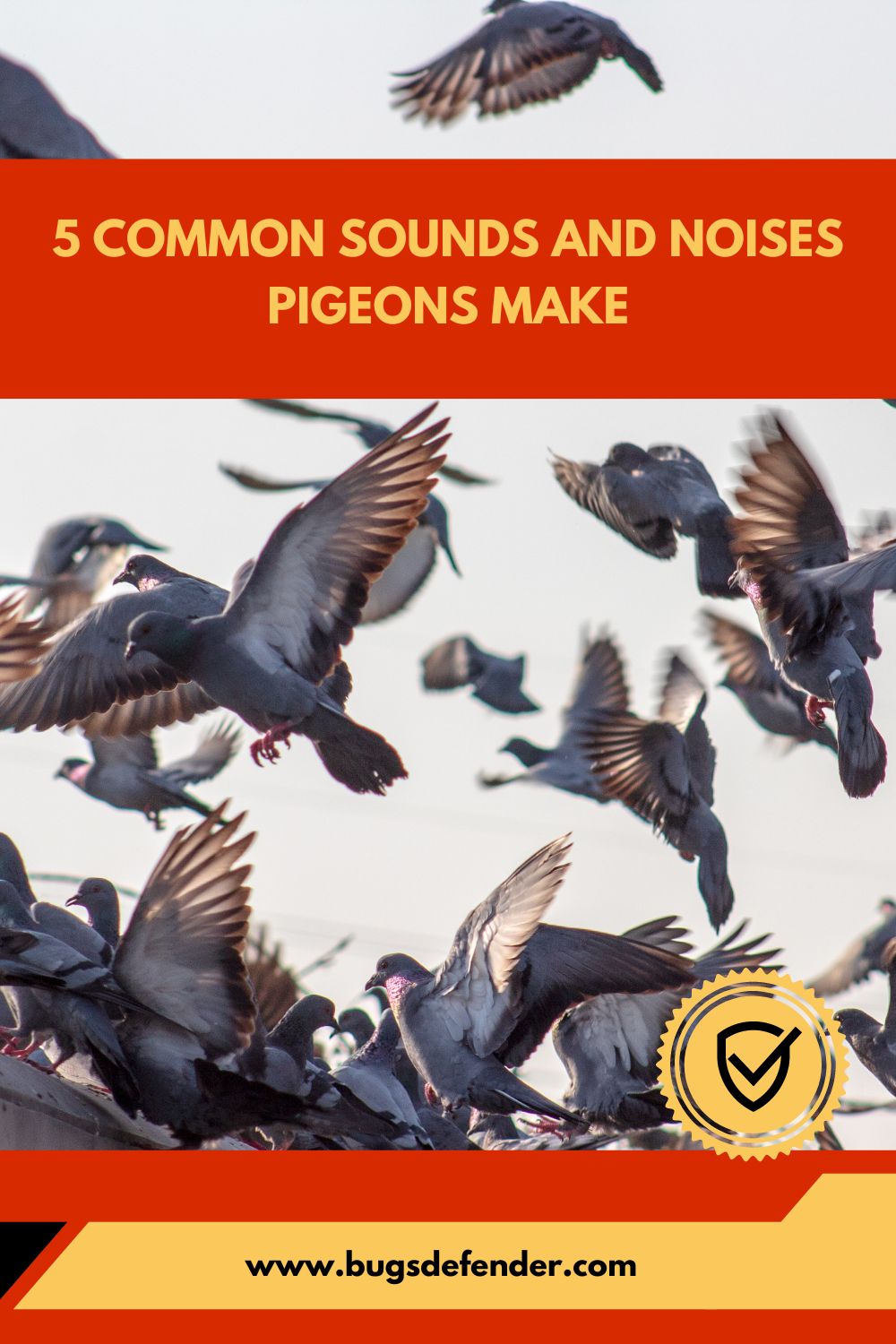5 Common Sounds and noises pigeons make pin2