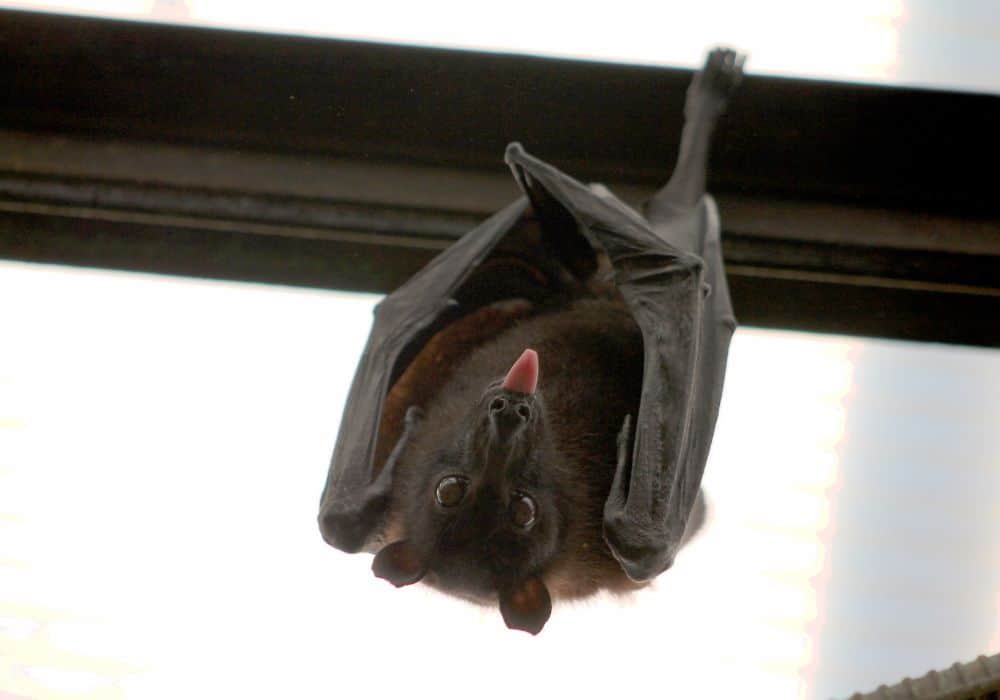 5 Ways to Keep Your House Bat-Free1
