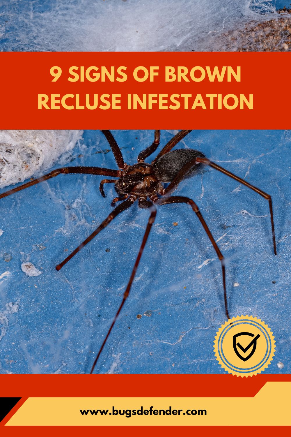 9 Signs of Brown Recluse Infestation pin 1