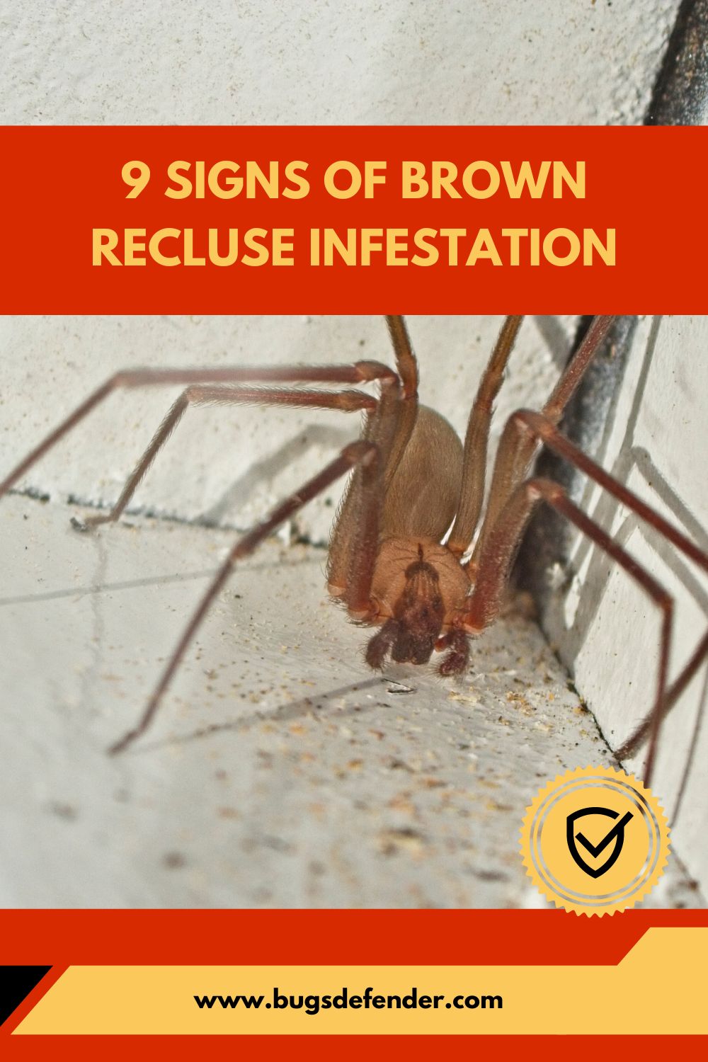 9 Signs of Brown Recluse Infestation pin 2
