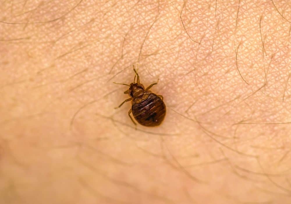 All About Bed Bugs1