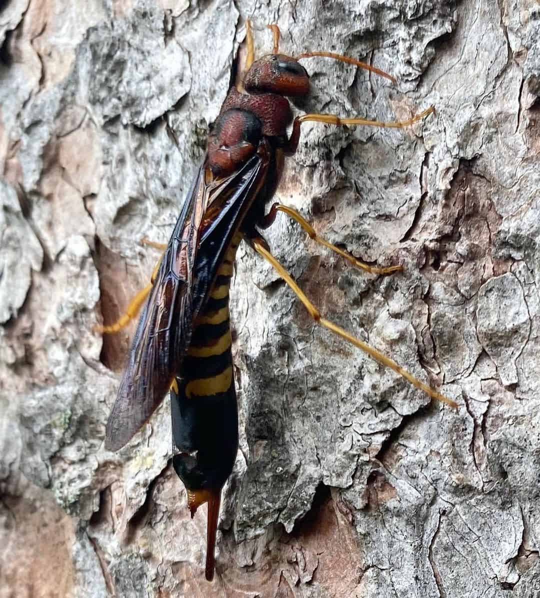 Are Horntail Wasps Harmful to Humans1