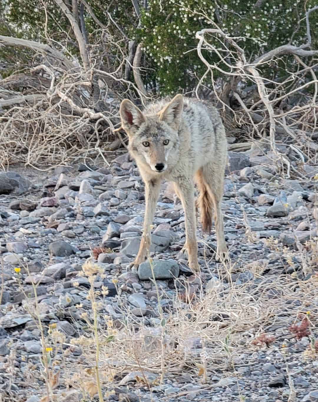 Avoid Feeding Coyotes 1