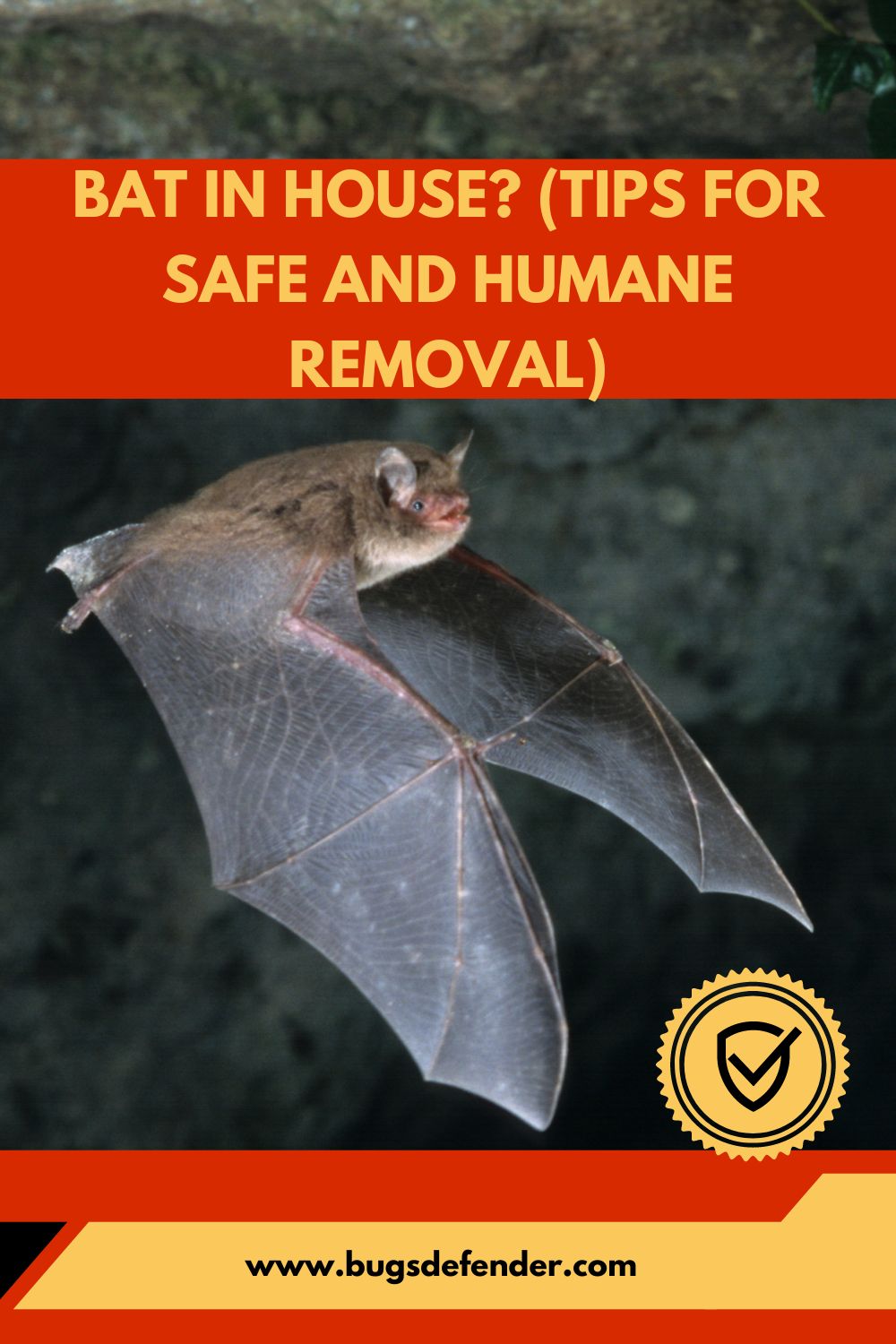 Bat in House? (Tips for Safe and Humane Removal) pin1