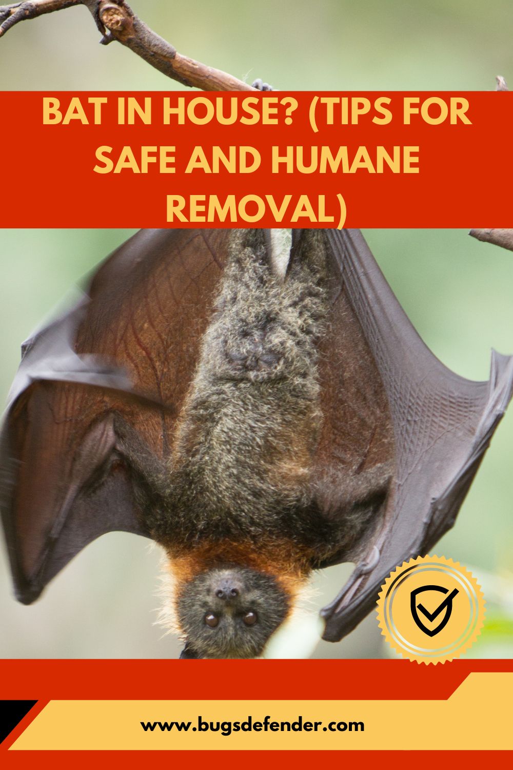 Bat in House? (Tips for Safe and Humane Removal) pin2