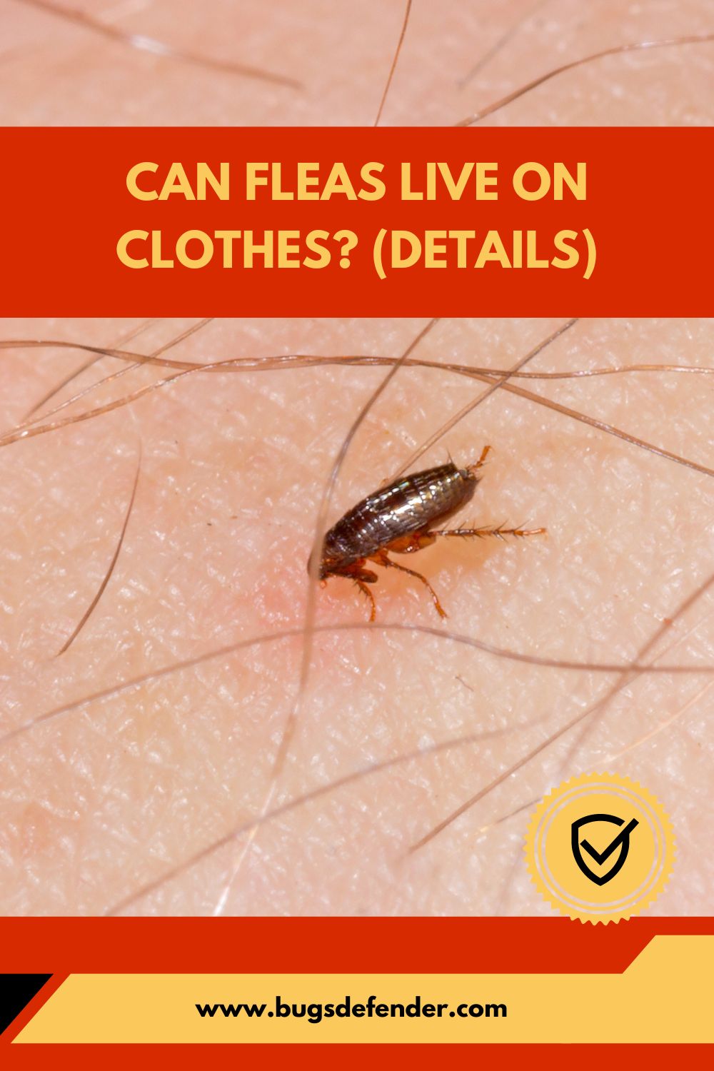 Can Fleas Live on Clothes? (Details) pin 1