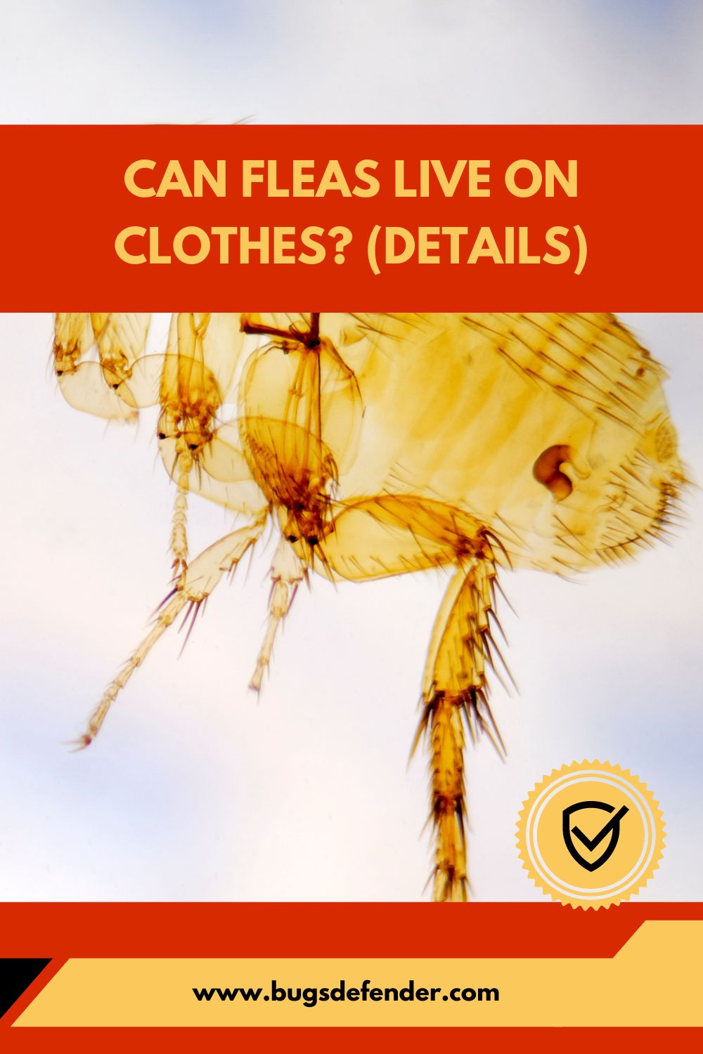 Can Fleas Live on Clothes? (Details) pin 2