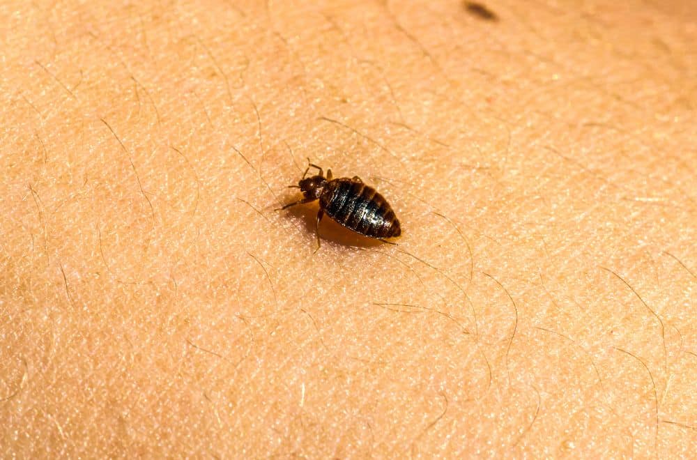 Do Baby Bed Bugs Bite