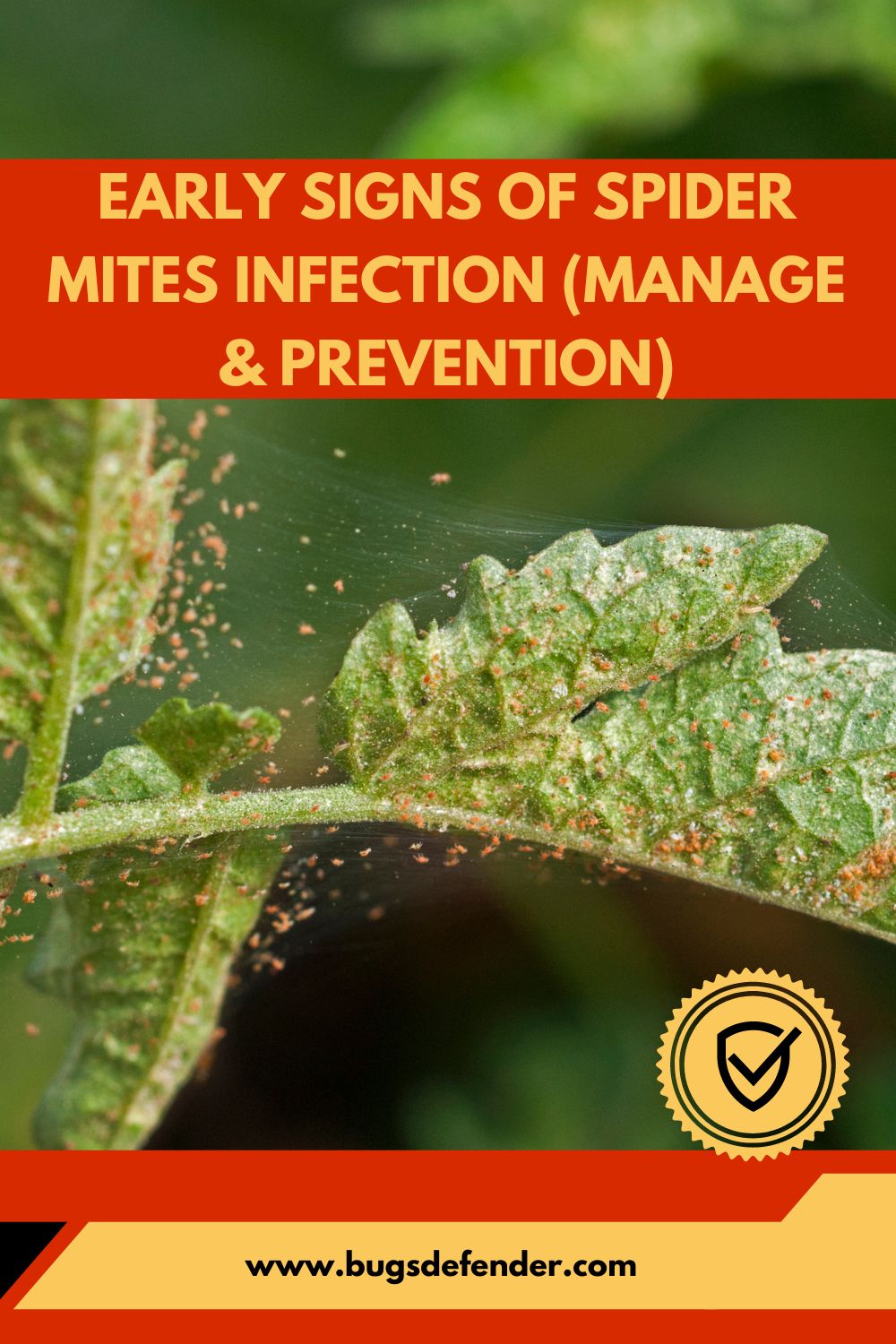Early Signs Of Spider Mites Infection (Manage & Prevention) pin1