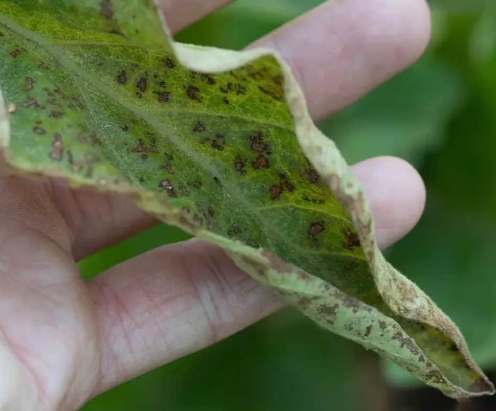 Early Signs of Spider Mites You Might Miss (<1 Week)1