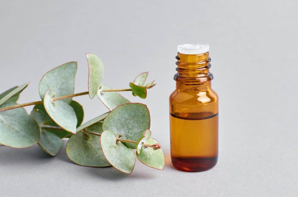 Eucalyptus essential oil 1