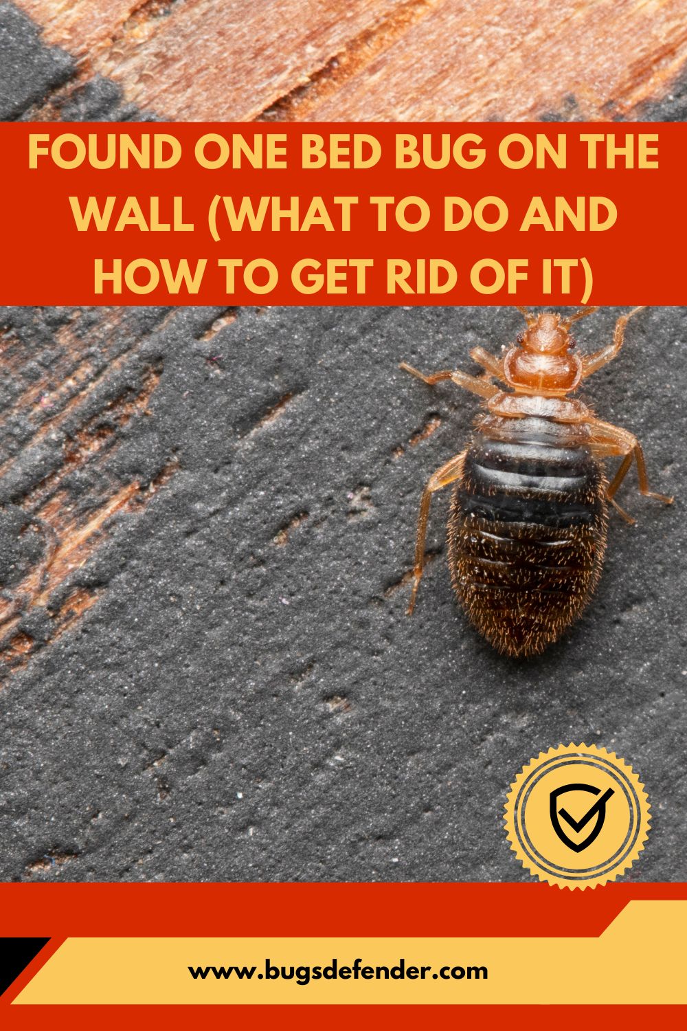 Found One Bed Bug On The Wall (What To Do And How To Get Rid Of It) pin1