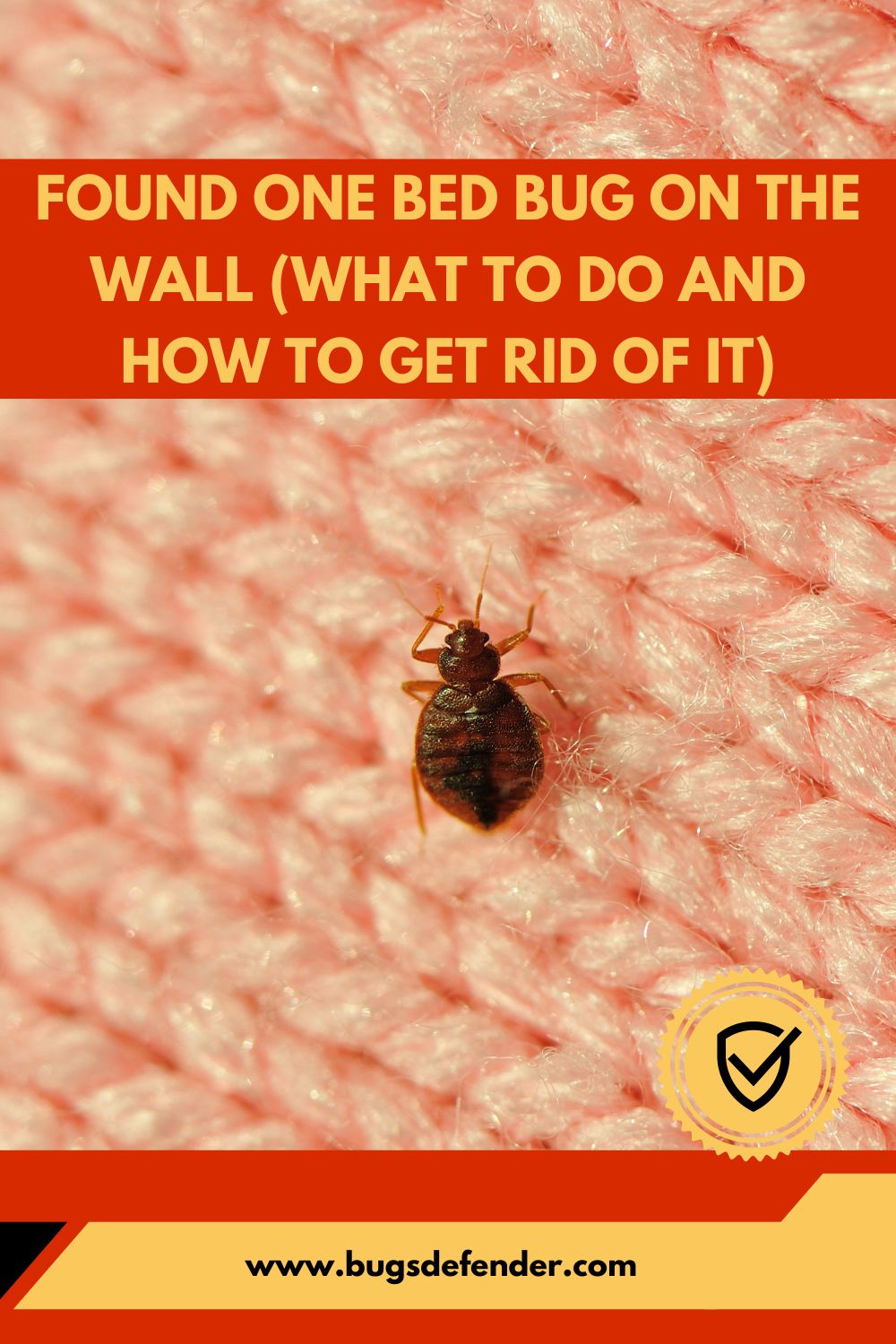 Found One Bed Bug On The Wall (What To Do And How To Get Rid Of It) pin2