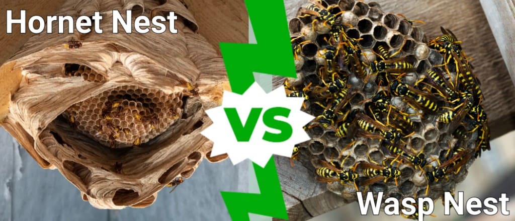 Hornet Nests vs. Wasp Nests- The Basics1
