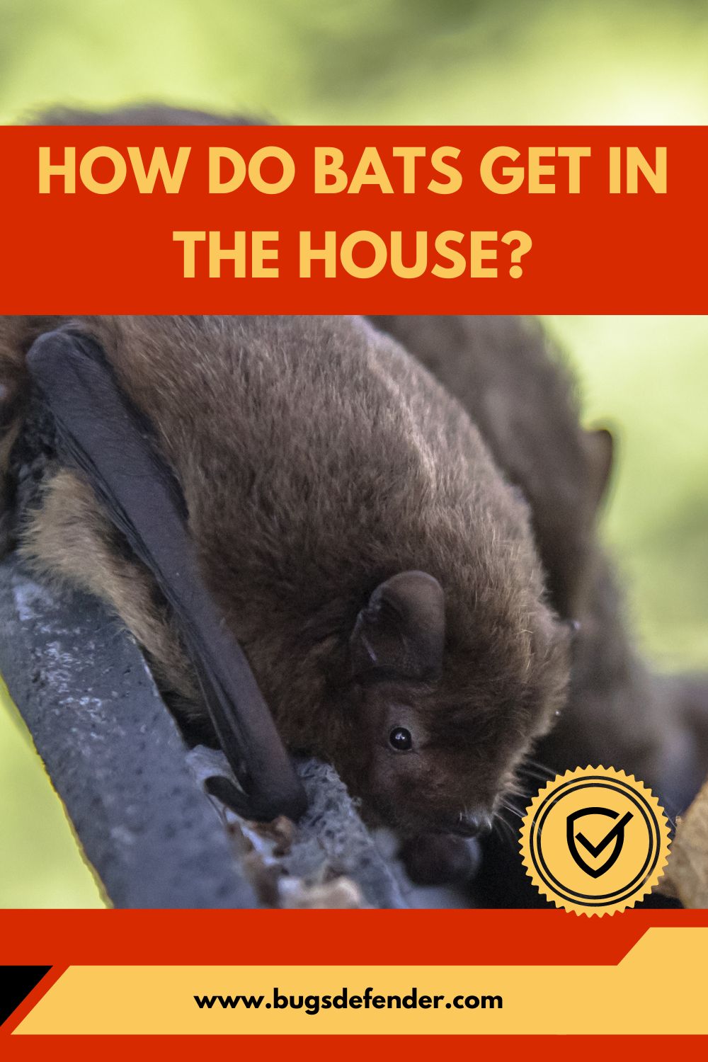 How Do Bats Get in the House? pin1