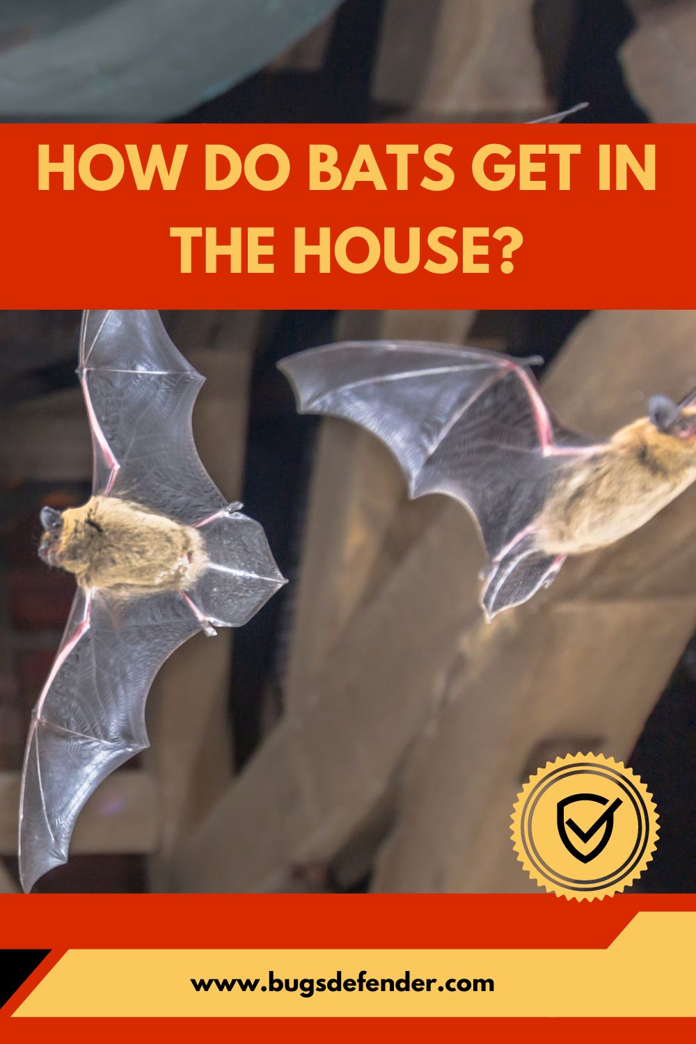 How Do Bats Get in the House? pin2