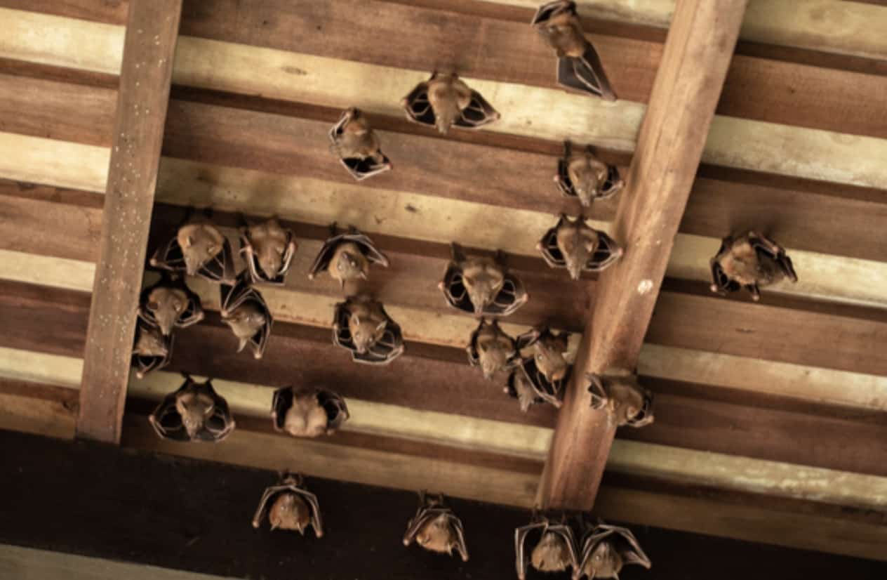 How Do Bats Get in the House?1