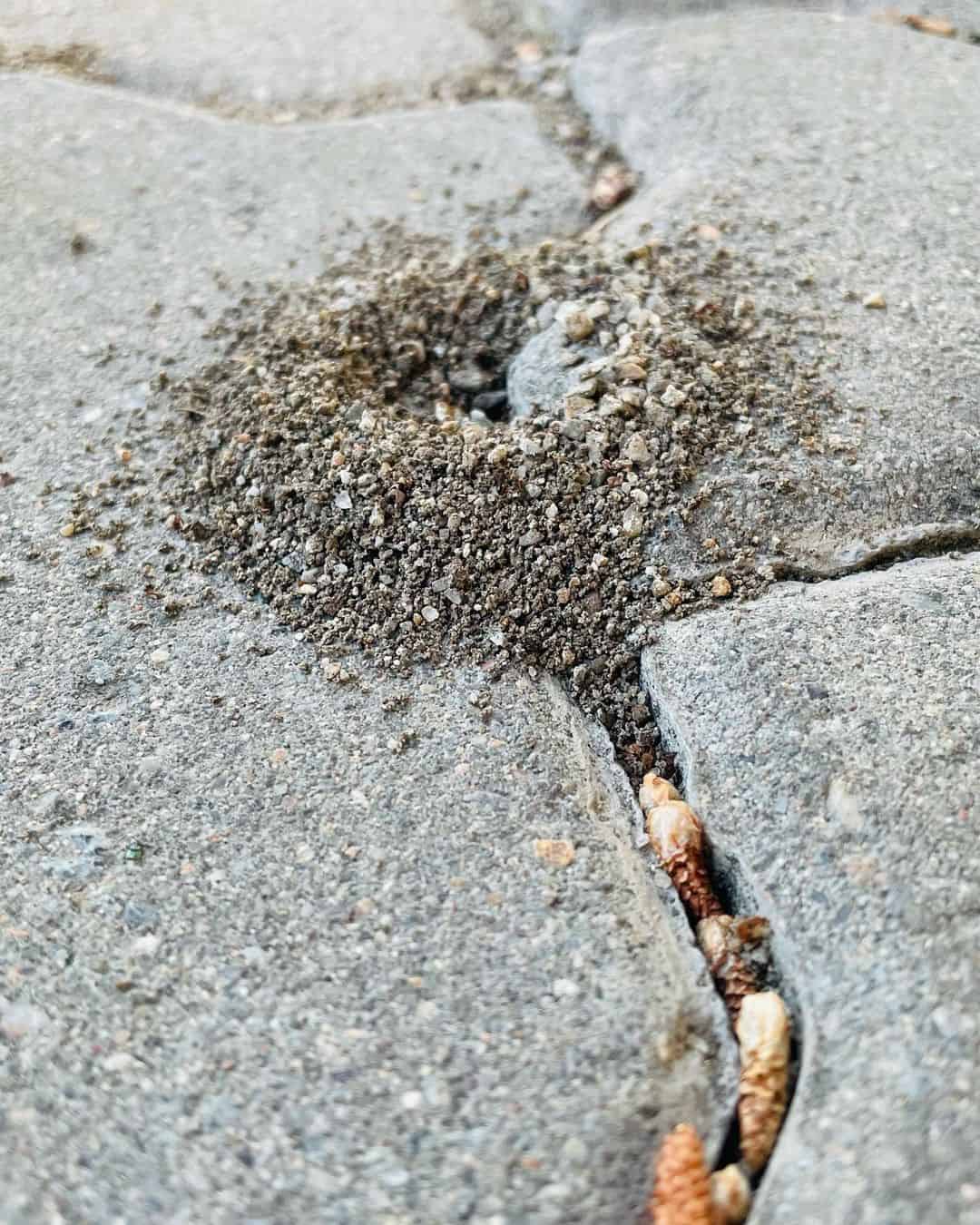 How Do I Get Rid of Ant Hills in My Yard?1