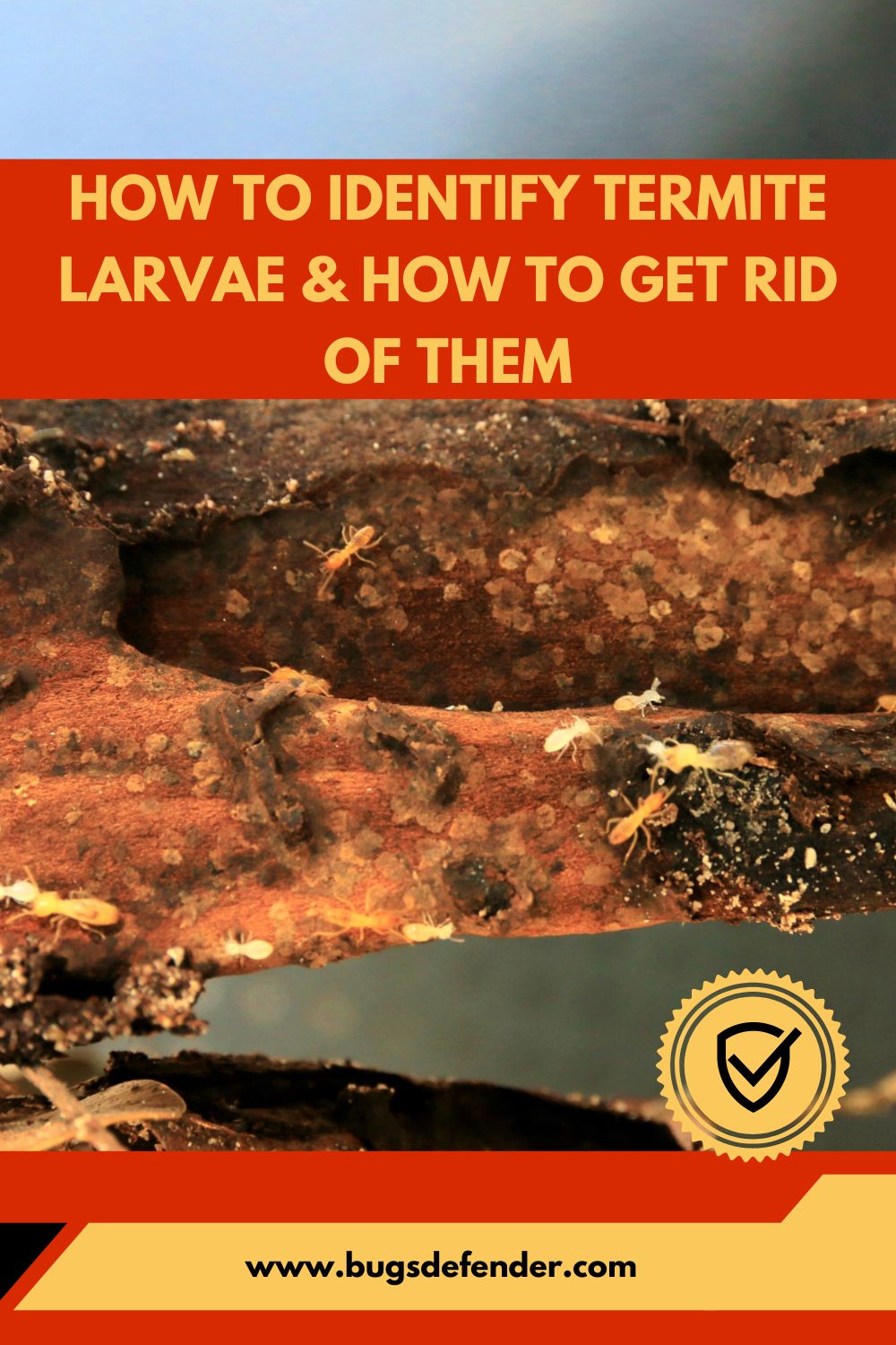 How To Identify Termite Larvae & How To Get Rid Of Them pin1