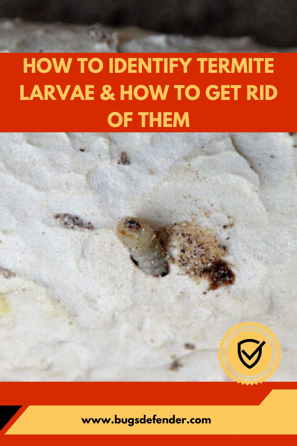 How To Identify Termite Larvae & How To Get Rid Of Them pin2