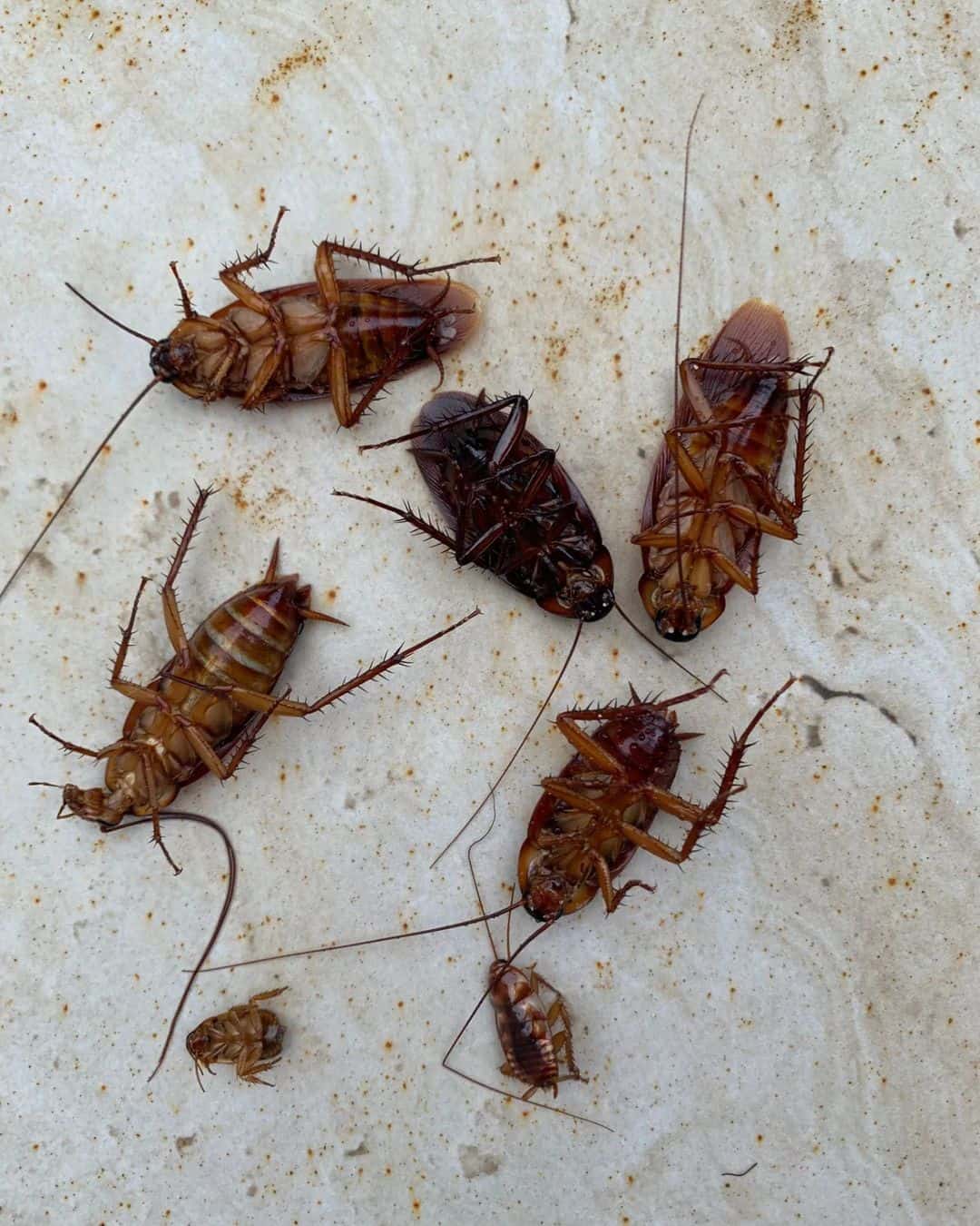 How-to-Clean-Up-After-Dead-Cockroaches1