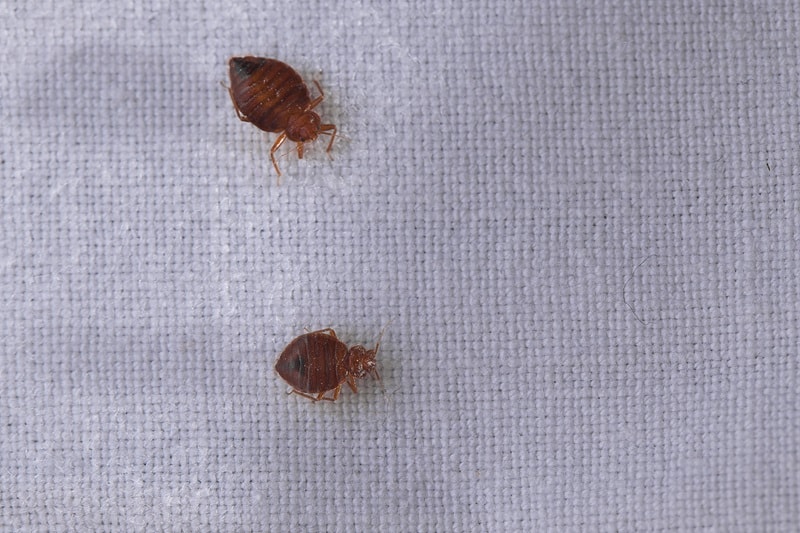 How to Get Rid of Bed Bugs1