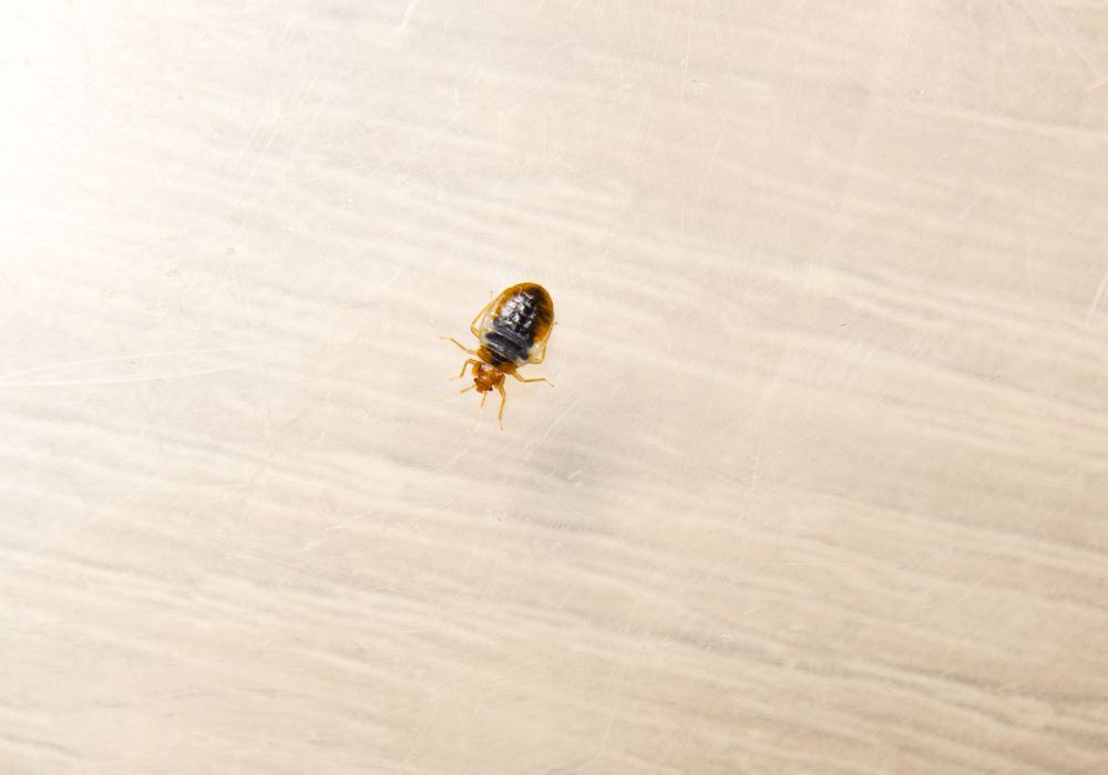 How to Get Rid of Bed Bugs1