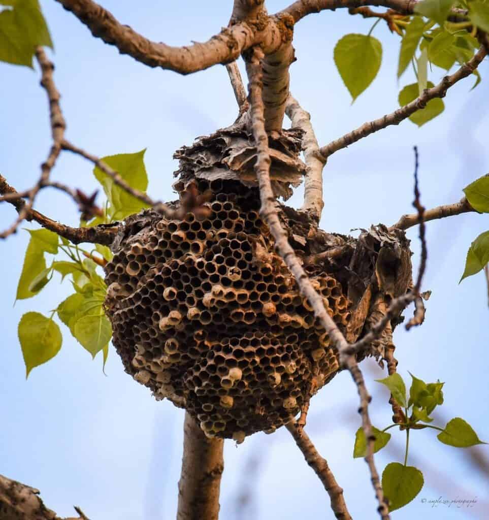 How to Handle a Hornet or Wasp Nest- Preliminary Work1