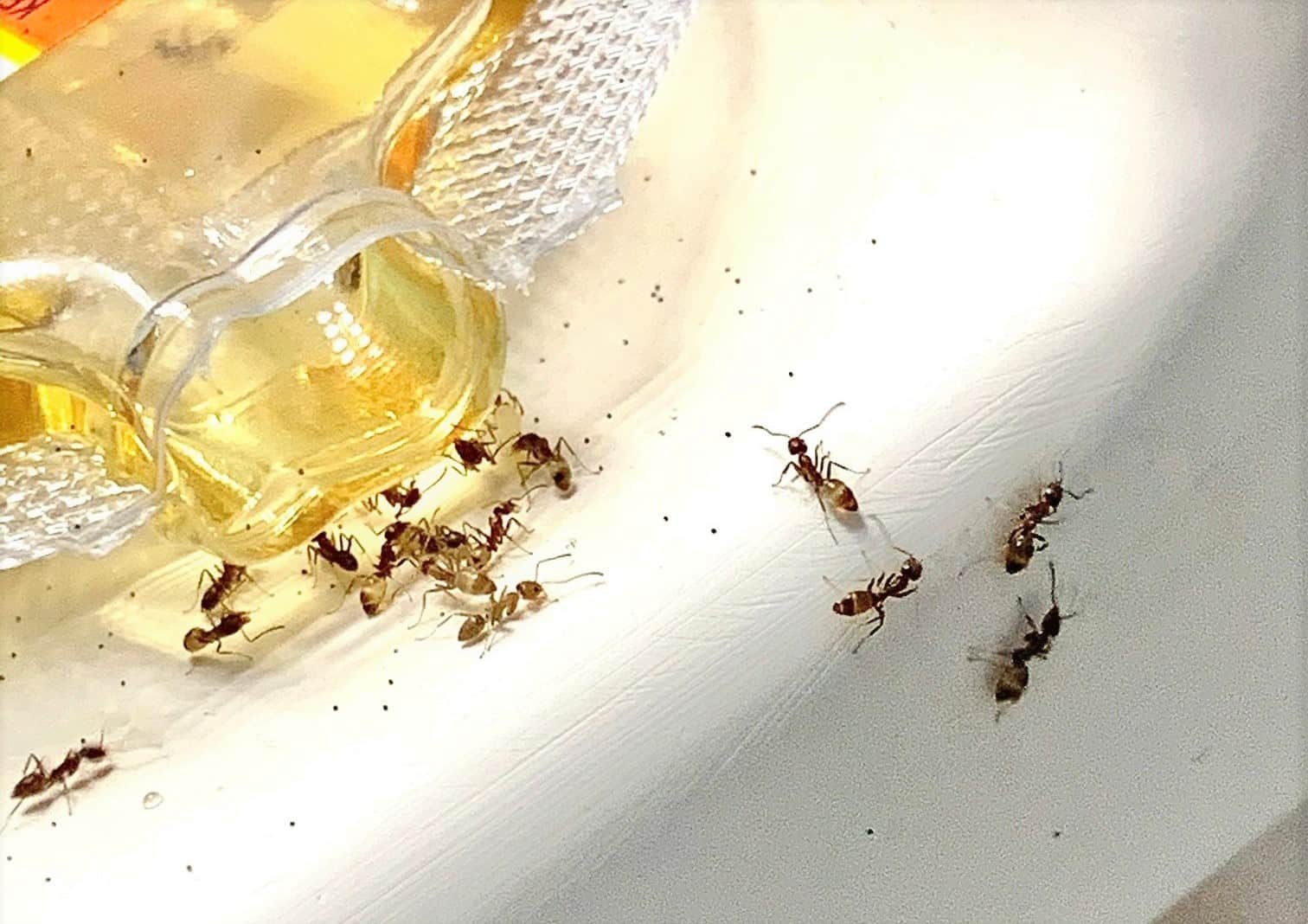 How to Keep Future Ants out of Your Kitchen1