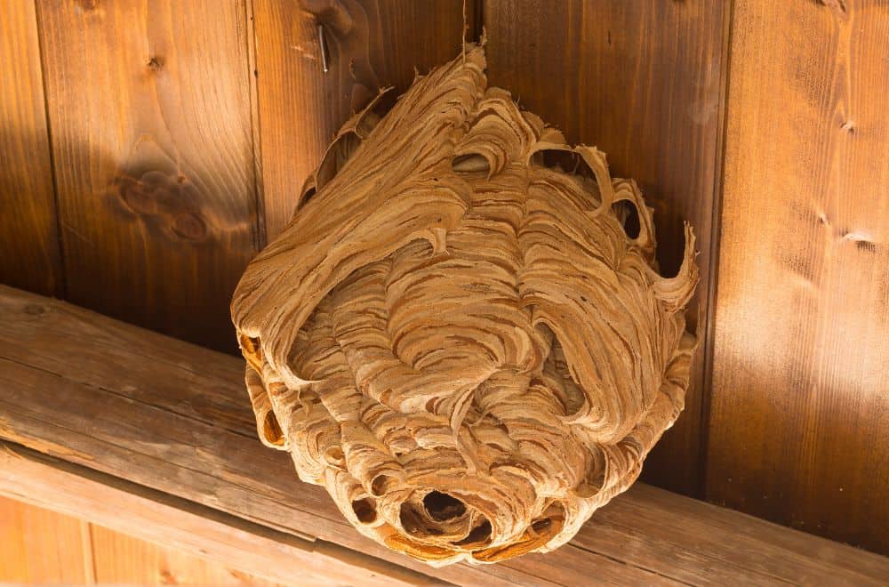 How to Remove Wasp Nests From Your Yard