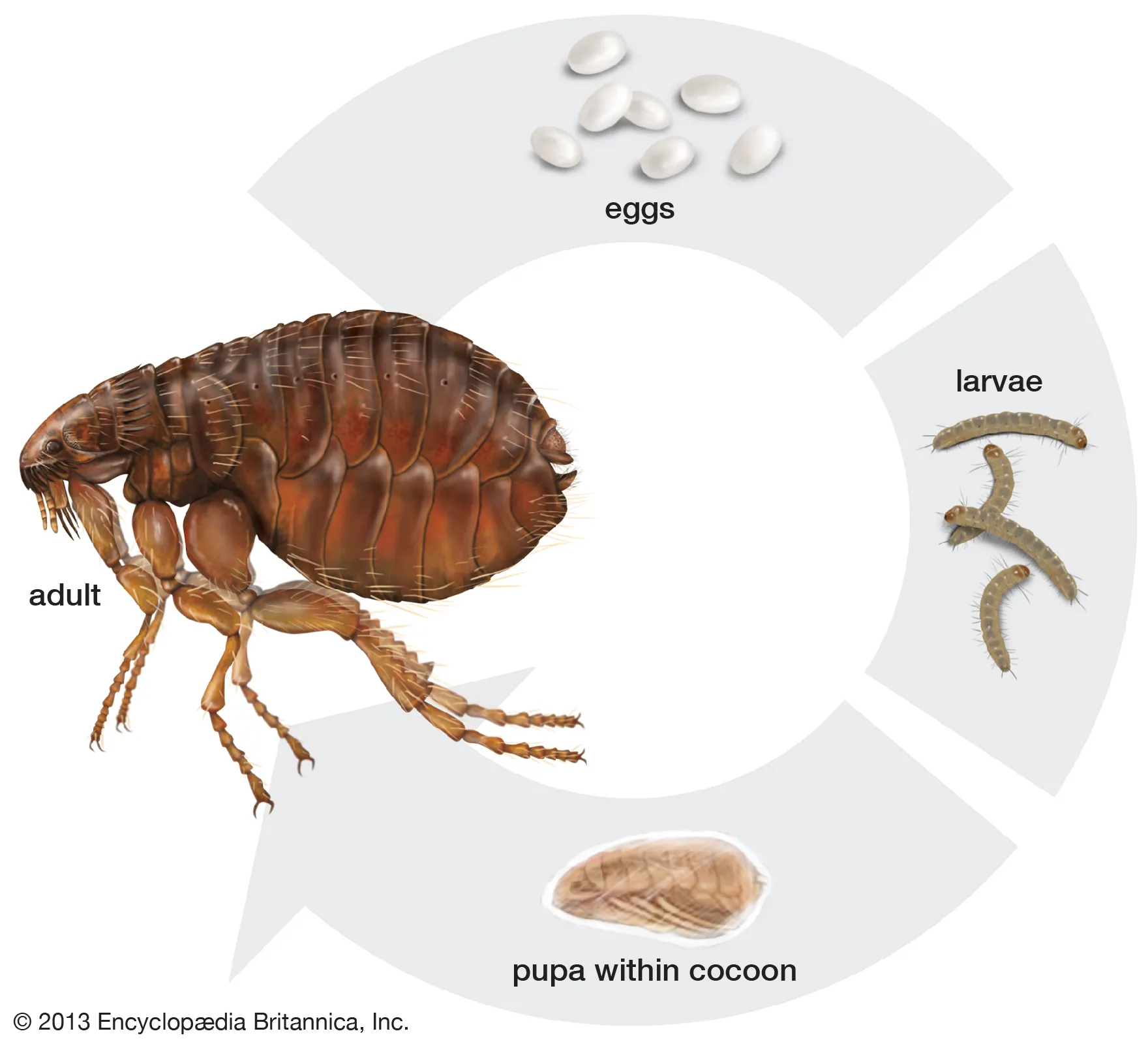 Life Cycle of a Flea 1
