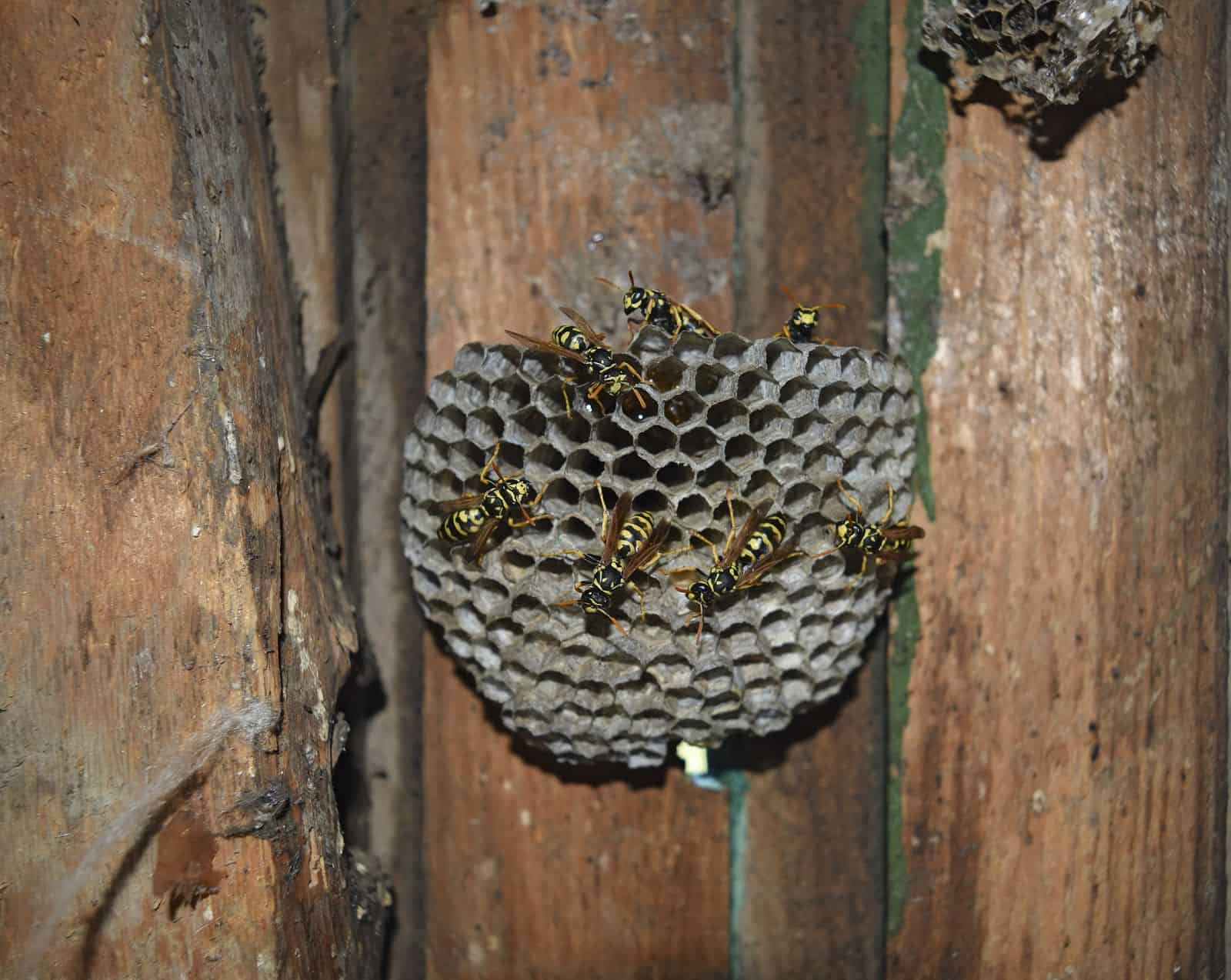 Methods for Removing Hornet or Wasp Nests1