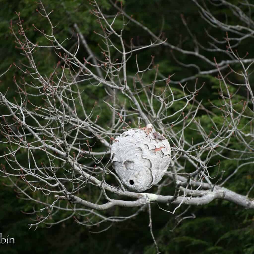 Nest Appearance1