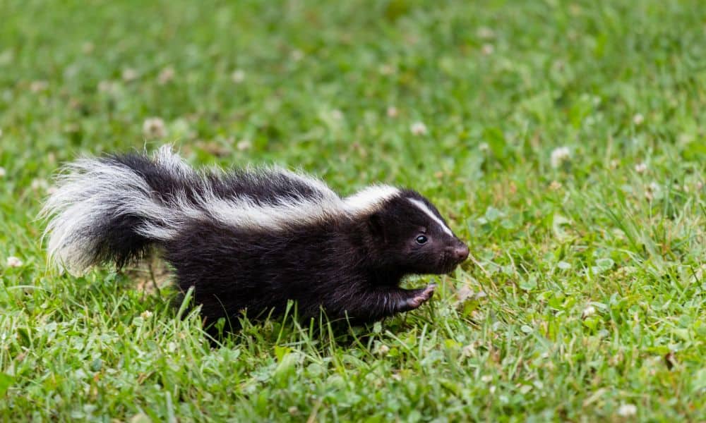 Other-approaches-to-deterring-skunks1