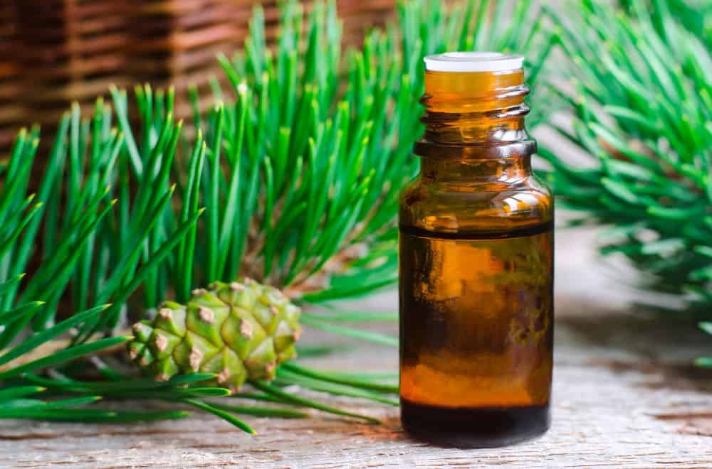 Pine essential oil1
