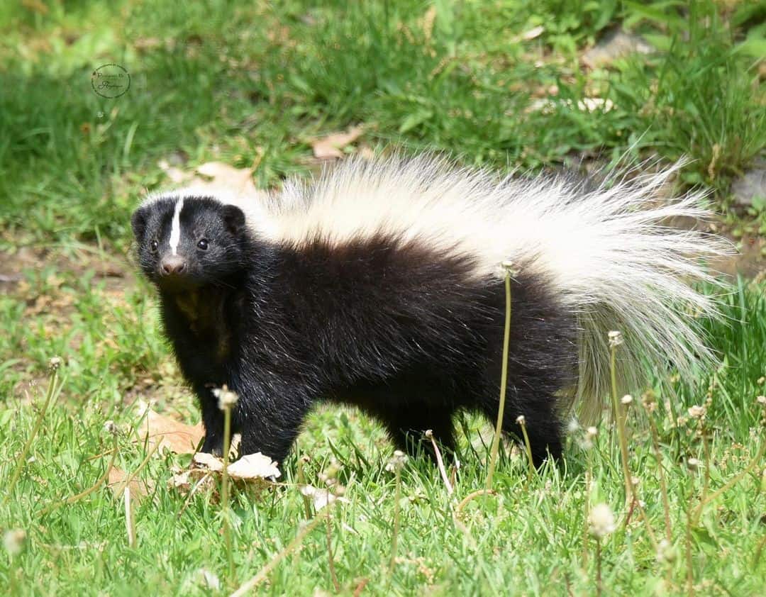 Purchase a Skunk Repellent 1