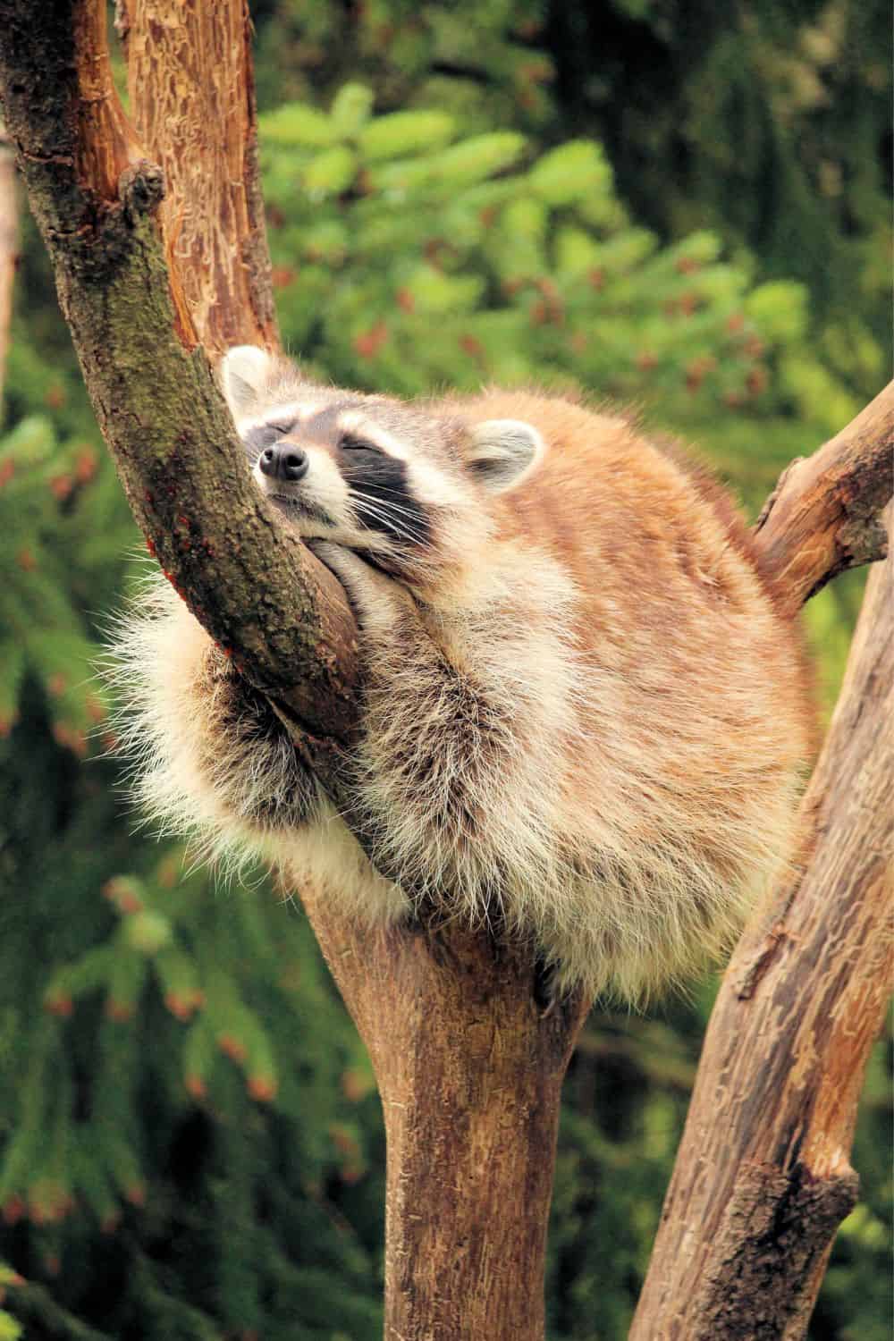 Raccoons’ sleeping habits1