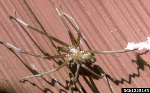 Southern House Spiders 1
