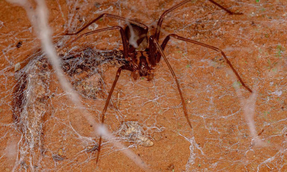 Spotting a Brown Recluse Web 1