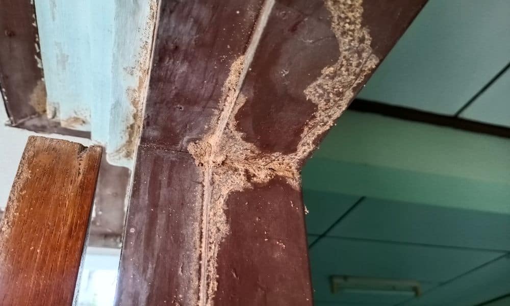 Termite-Frass-on-Certain-Surfaces1