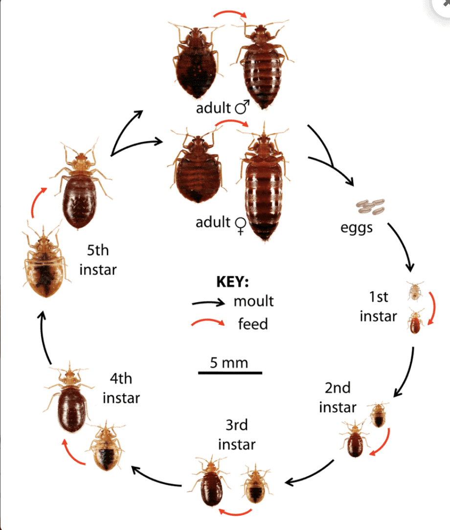 The Life Cycle of a Bed Bug1