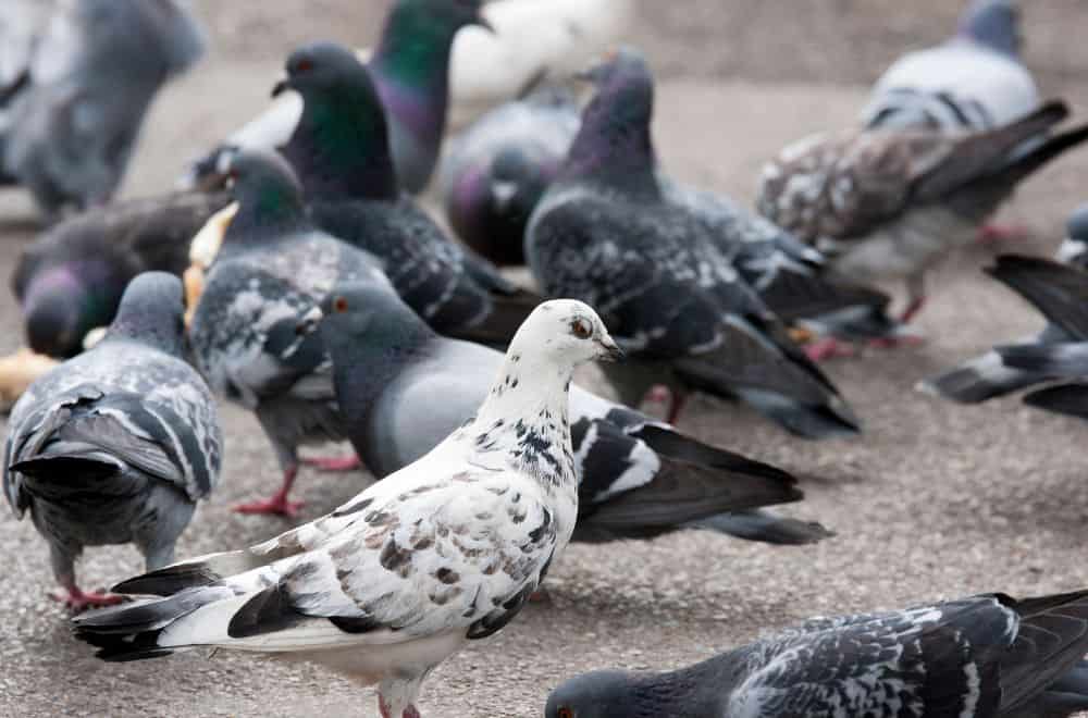 The-different-types-of-pigeon1