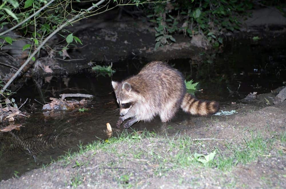 The omnivorous raccoon 1