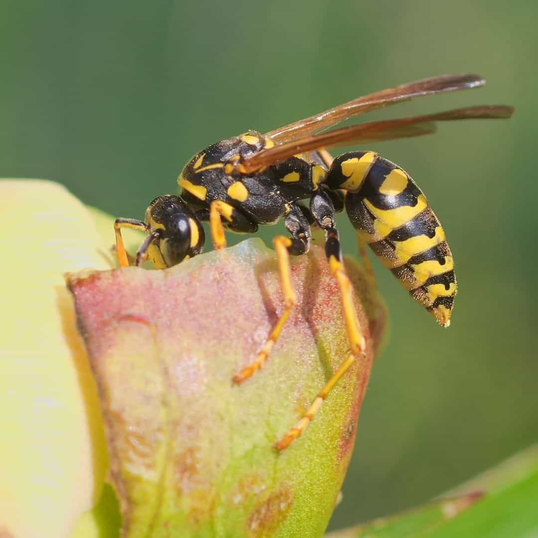 Tips to Keep Wasps Away from Your Bedroom1