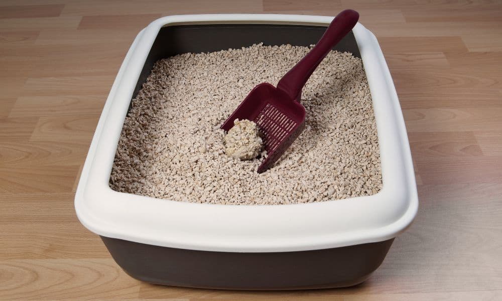 Used-kitty-litter1