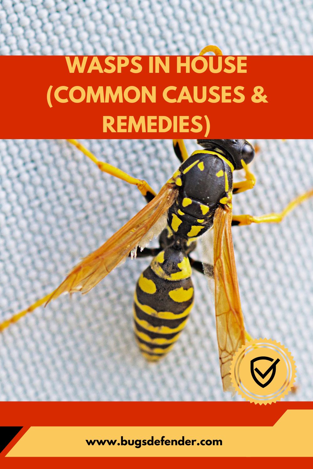 Wasps in House (Common Causes & Remedies) pin 1