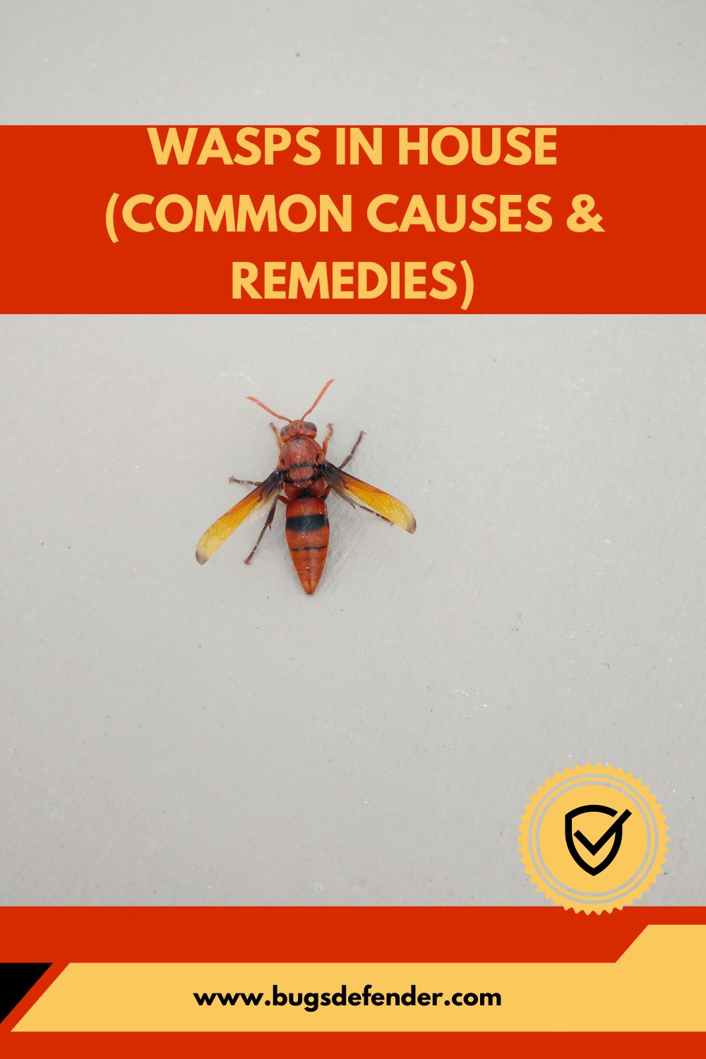 Wasps in House (Common Causes & Remedies) pin 2