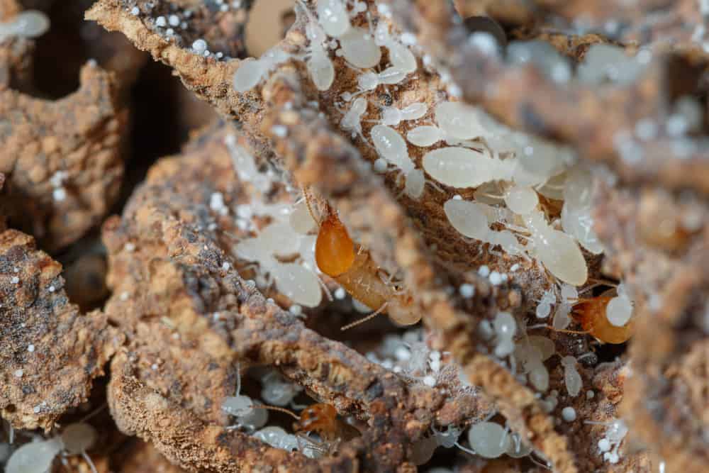 What Do Termite Larvae Look Like