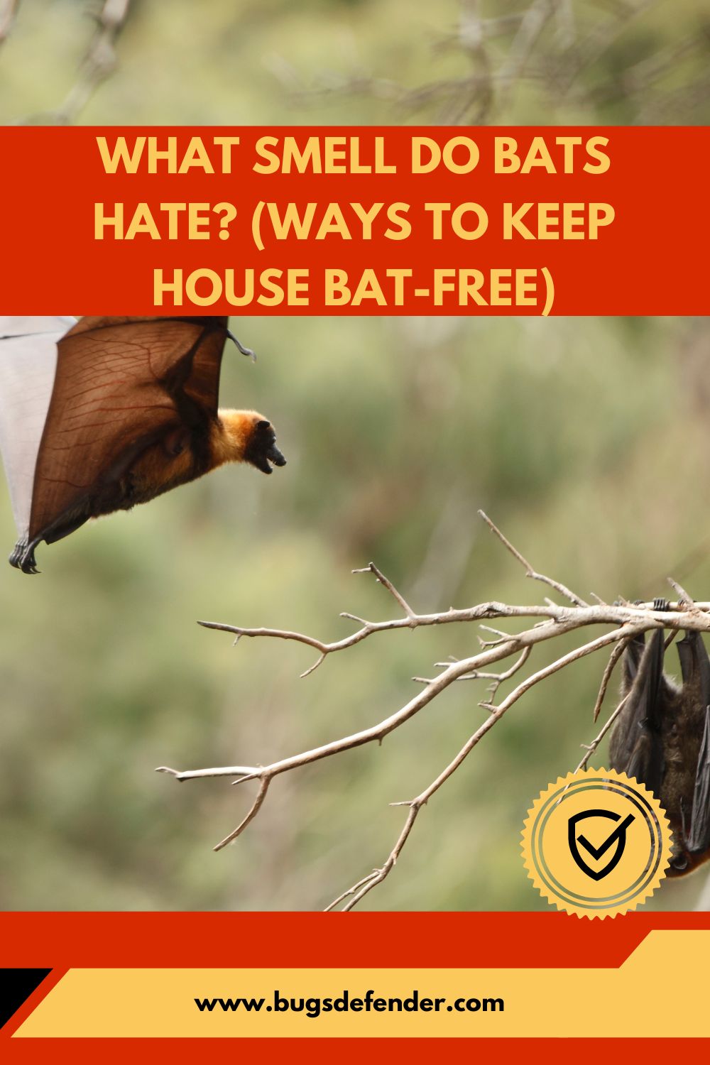 What Smell Do Bats Hate? (Ways To Keep House Bat-Free) pin1