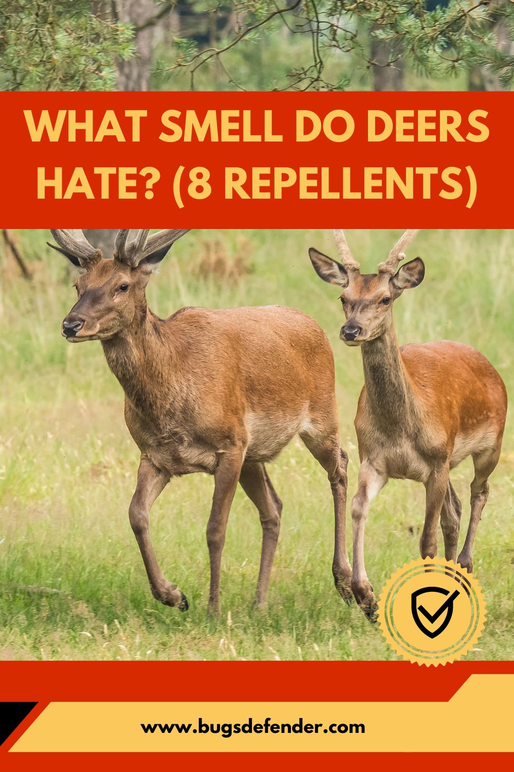 What Smell Do Deers Hate? (8 Repellents) pin1